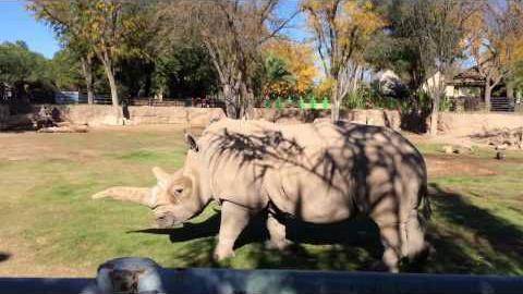 Watch how to give a rhino a back rub - and survive